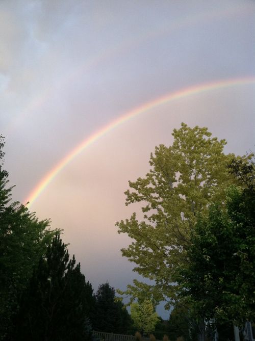 rainbow sky trees