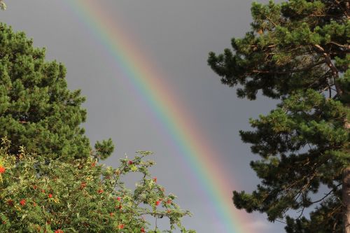 rainbow natural trees