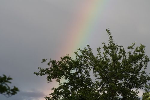 rainbow tree nature