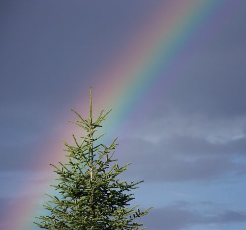 rainbow sky tree