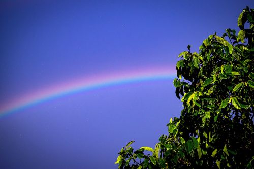 rainbow tree leaf