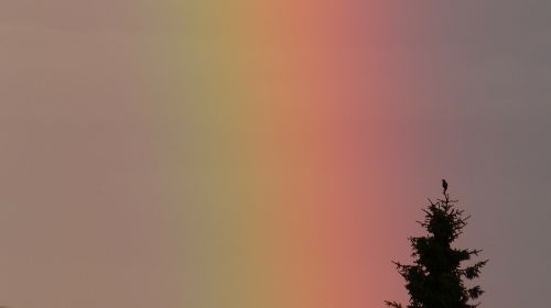 rainbow spectrum tree