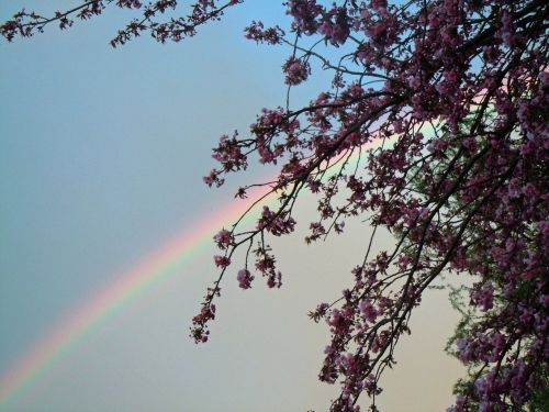 rainbow sky cherry blossoms
