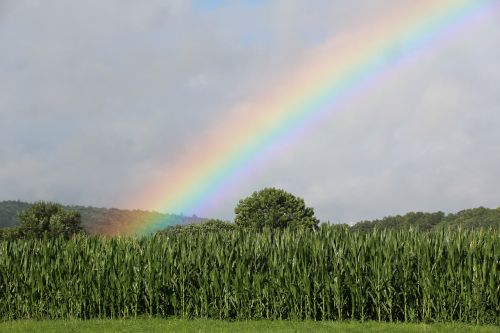 rainbow cornfield green