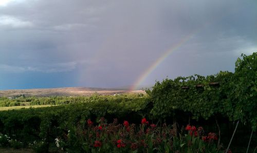 rainbow winery south africa