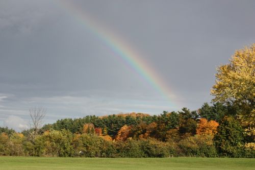 rainbow fall leaves