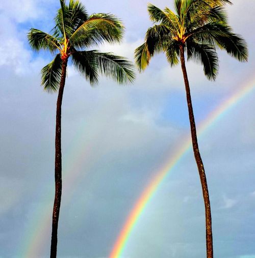 rainbow palm trees tropical