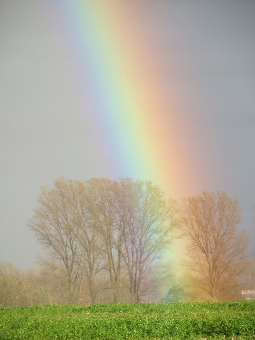 rainbow trees colorful