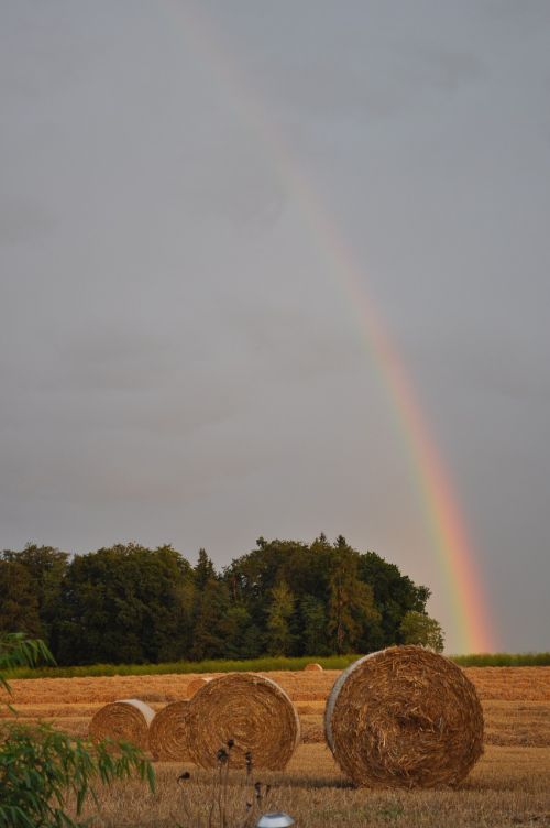 rainbow straw agriculture