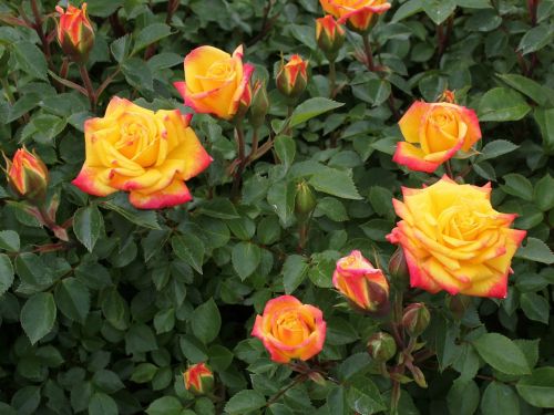 rainbow roses miniature roses