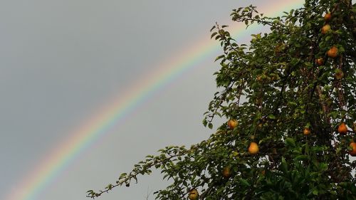 rainbow sky plant