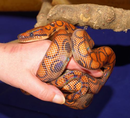 rainbow boa constrictor reptile