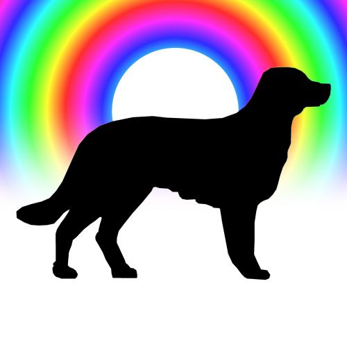Rainbow Circles Dog