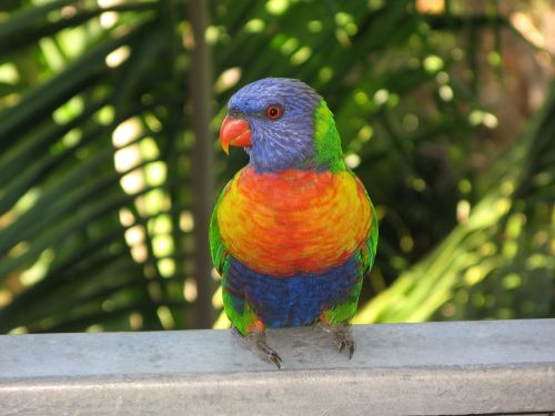 rainbow lorikeet bird lorikeet