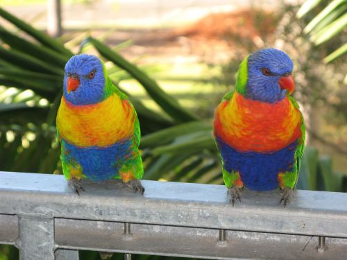 rainbow lorikeet bird lorikeet