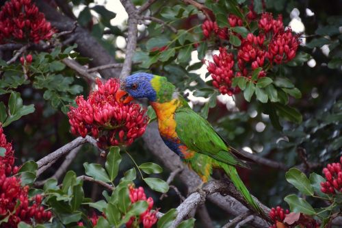 rainbow lorikeet colorful bird