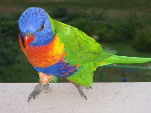 rainbow lorikeet birds ornithology