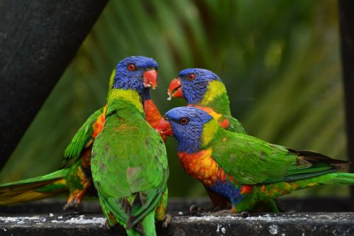 rainbow lorikeet colorful birds