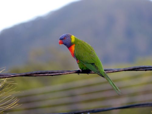 rainbow lorikeet parrot bird