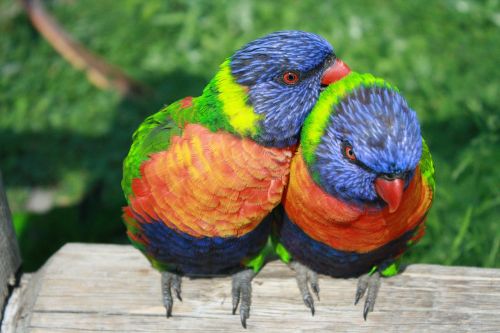 rainbow lorikeet parrots lorikeet
