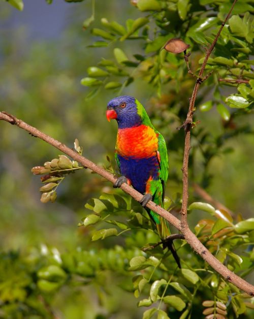 rainbow lorikeet parrot colourful