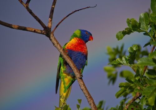 rainbow lorikeet parrot colourful