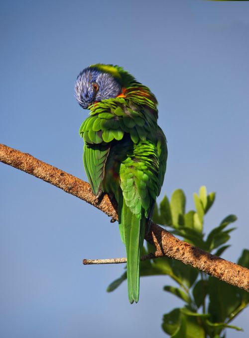 rainbow lorikeet parrot preening