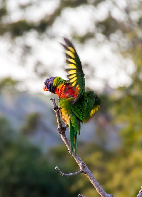 rainbow lorikeet  parrot  colourful