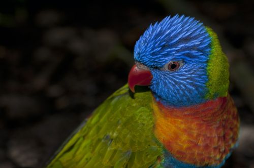 rainbow lorikeet rainbow parrot parrot