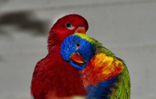 rainbow lorikeet lori red rainbow parrot