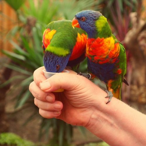 rainbow lorikeet birds parrot