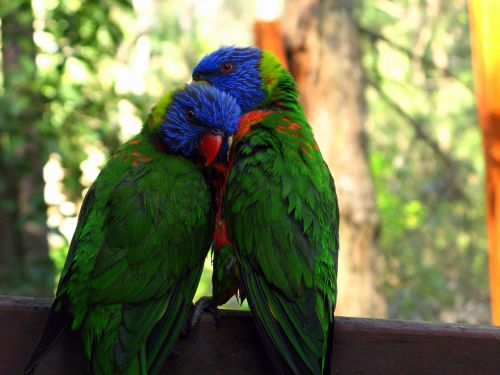 rainbow lorikeet zoo love