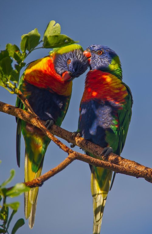 rainbow lorikeets  parrots  two