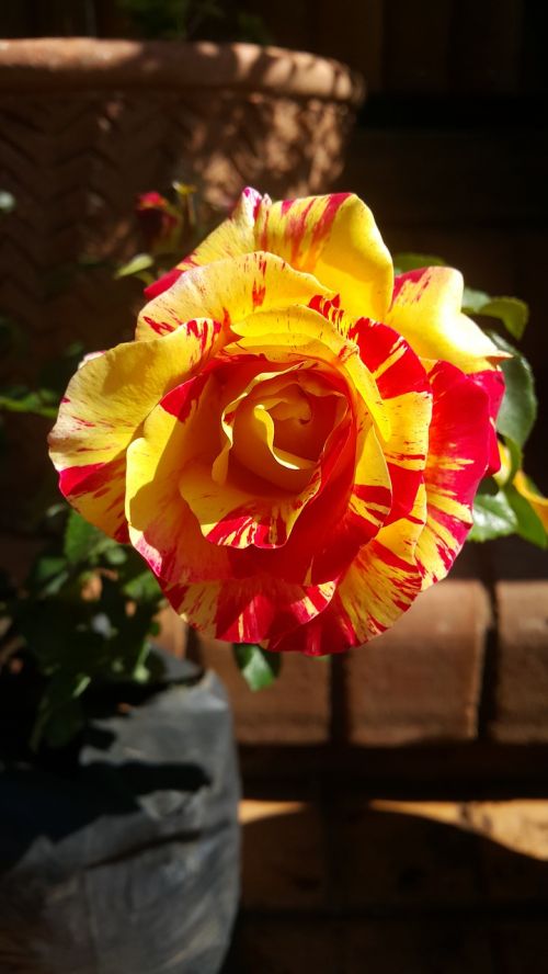 rainbow nation rose flower