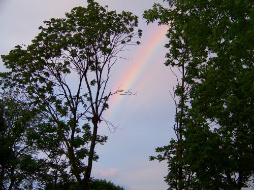 Rainbow Through The Trees