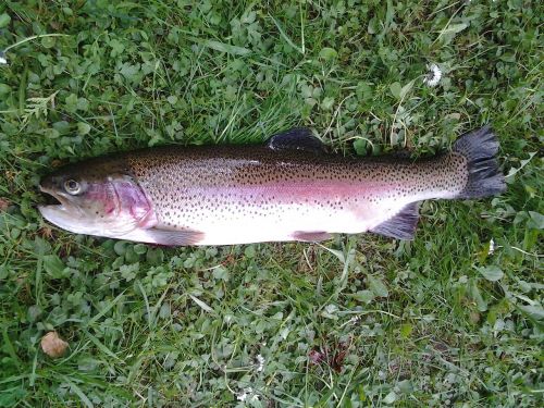 rainbow trout trout fish