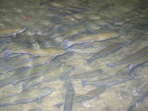 Rainbow Trout Hatchery Pond