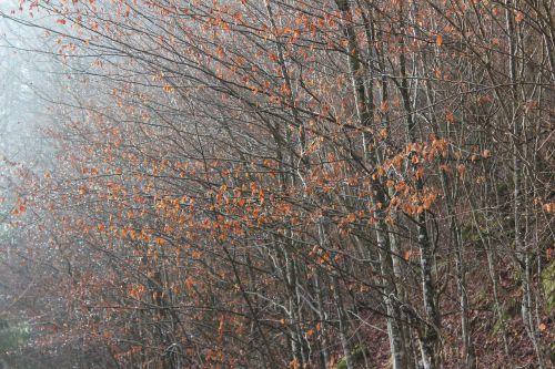 raindrop trees nature