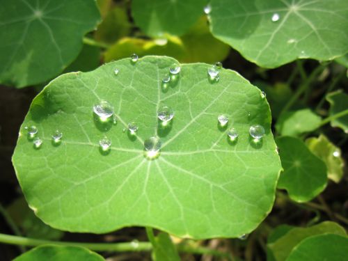 raindrop leaf nature