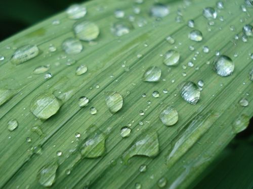 raindrop leaf nature
