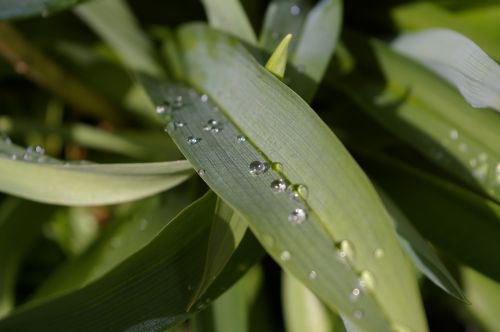 raindrop garden close