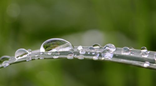 raindrop dewdrop drop of water