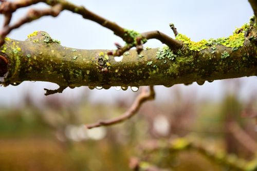 raindrop branch droplets