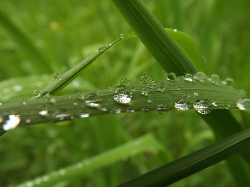 raindrop grass drip