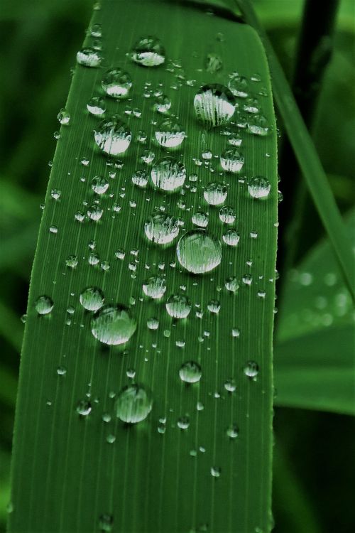 raindrop dew reed