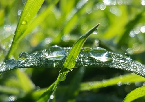 raindrop rain grass