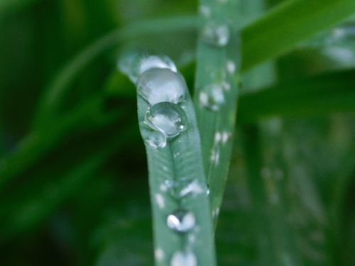 raindrop grass nature