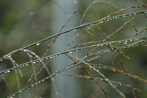 raindrop blades of grass drip