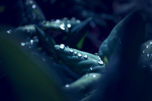 raindrop leaf macro