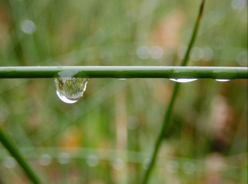 raindrop drop of water drip
